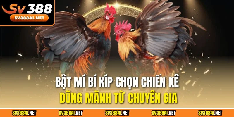Bật mí bí kíp chọn chiến kê dũng mãnh từ chuyên gia